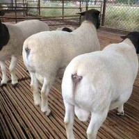纯种黑头杜泊羊种公羊多少钱一只梁山县建成养殖场