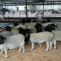 山东小尾寒羊价格小尾寒羊规模养殖管理技术小尾寒羊市场