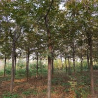 河南洛阳供应米径3-15公分碧根果树2022-2023