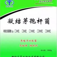 养殖用100亿凝结芽孢杆菌饲料添加剂 益昊生物