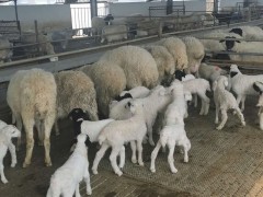 多胎高产湖羊养殖场价格便宜品规格齐全梁山县建成养殖场