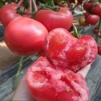 绵阳西红柿育苗厂 口感西红柿种苗基地