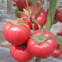 徐州西红柿苗批发越夏品种 耐热西红柿苗价格