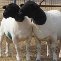 鲁西南澳寒杂交一代怀孕母羊大量出栏梁山大型种羊养殖场