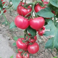 榆林釜山88番茄种苗 育小粉番茄苗厂家