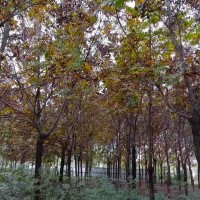 河南洛阳供应米径3-15公分美国山核桃树2023-2024