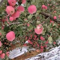 山东苹果产地供应批发大量供应