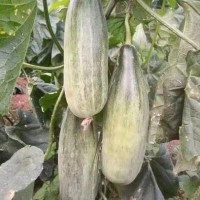合肥育羊角蜜甜瓜苗，早春甜瓜苗批发
