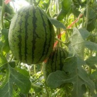 神木代育西瓜苗育苗基地,靖边2k小西瓜嫁接苗(2025)