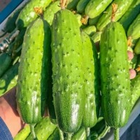 沧州哪有小黄瓜苗育苗基地 河北2026早春黄瓜苗价格