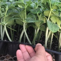 日照黄瓜苗育苗厂代育批发黄瓜种苗