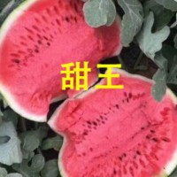 榆林甜王西瓜苗育苗厂，2026出售嫁接甜瓜西瓜苗