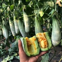 新乡育甜瓜苗基地，河南2026嫁接甜瓜苗厂家品种