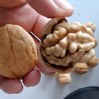 新疆185纸皮核桃 供应电商一件代发 出口免费商检 货源充足