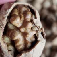 正宗新疆薄皮核桃常年现货批发 商超摆摊稳定货源