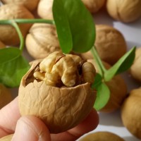 新货新疆薄皮核桃全国发货 果仁饱满香脆无涩味
