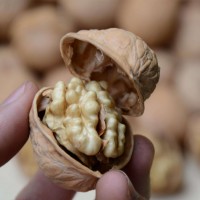 新疆纸皮核桃产地直供批发价 手捏即开果仁饱满