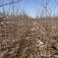 占地枣树冬枣苗金丝枣苗基地供应现挖裸根量大批发包技术