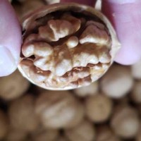 新货新疆薄皮核桃常年现货批发 供多多视频号等电商平台
