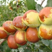 露天鲜冬枣基地直供现摘现发 对接社区团购等平台支持一件代发