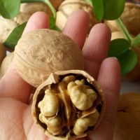 新疆薄皮核桃纸皮核桃手捏即开无添加新核桃 品质保证价格实惠