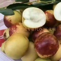 山东冬枣大量上市 基地现摘现发 新鲜脆甜多汁支持电商一件代发