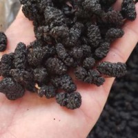 新货新疆黑桑葚干低价现货批发 免洗无沙即食果 干吃泡水都合适