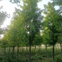 山东银杏树基地
