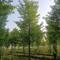 山东聊城银杏树基地批发