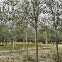 临沂郯城县毛白杨基地