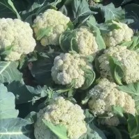 平邑菜花苗基地 2026临沂育露地菜花苗厂家