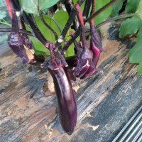 赣州茄子苗育苗厂家，卖嫁接大龙茄子苗基地