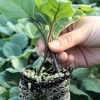 承德黑宝圆茄苗代育厂家，批发大红袍茄子苗