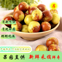山东鲜枣大量上市基地直供价格低一手对接