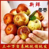 山东鲜冬枣大量上市源头基地直供价格低一手对接