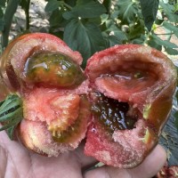 开平小草莓番茄苗代育，广东去哪买口感西红柿苗